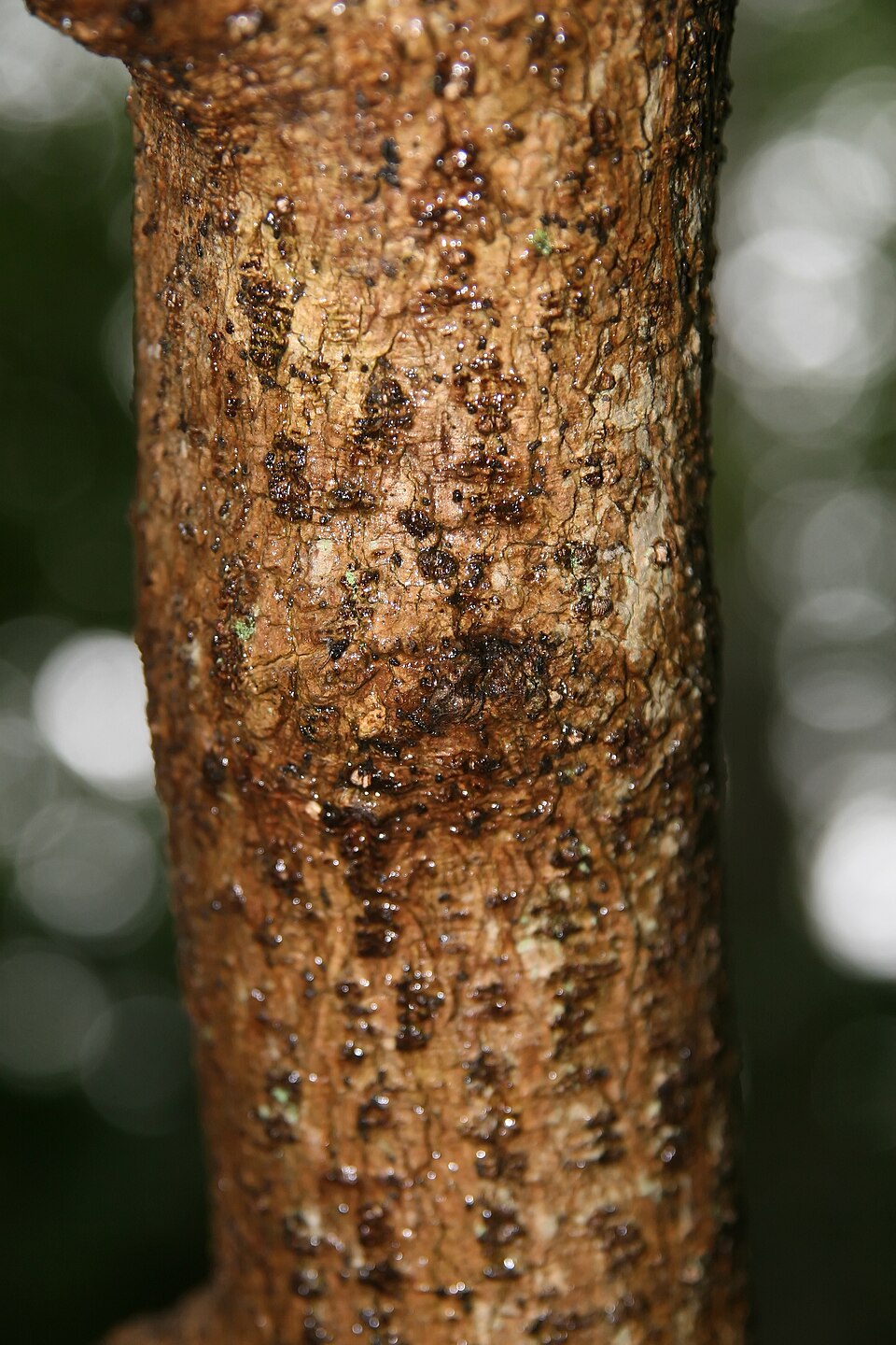 Chionanthus virginicus (White Fringetree) (alternate view 10)