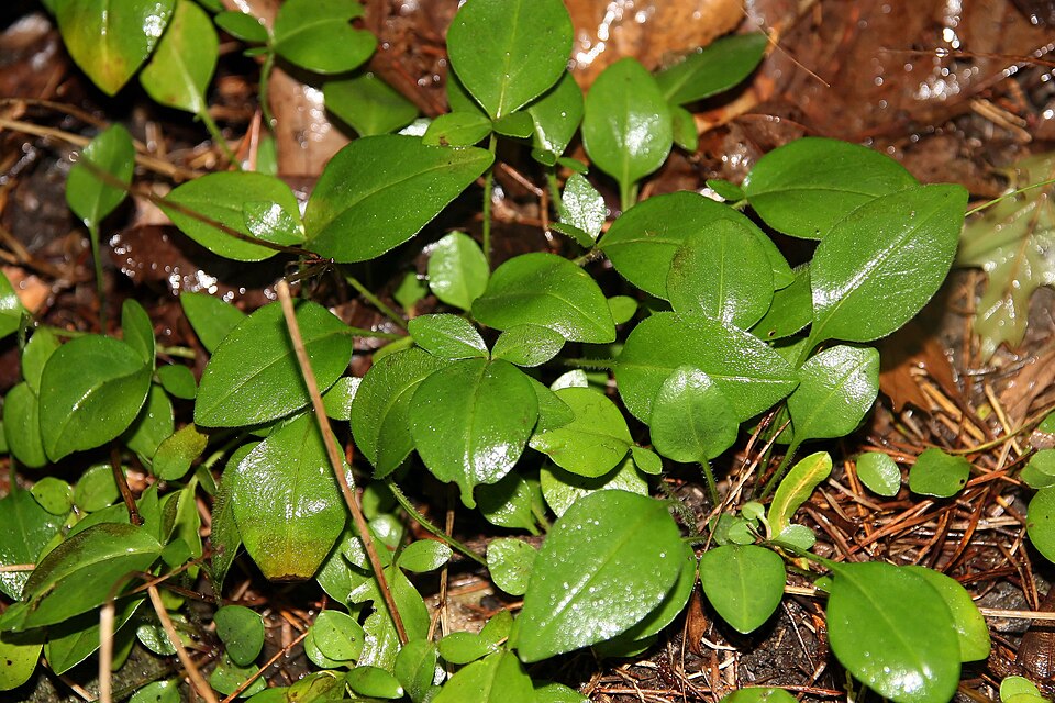Hypericum prolificum (shrubby St. John's-wort) (alternate view 5)