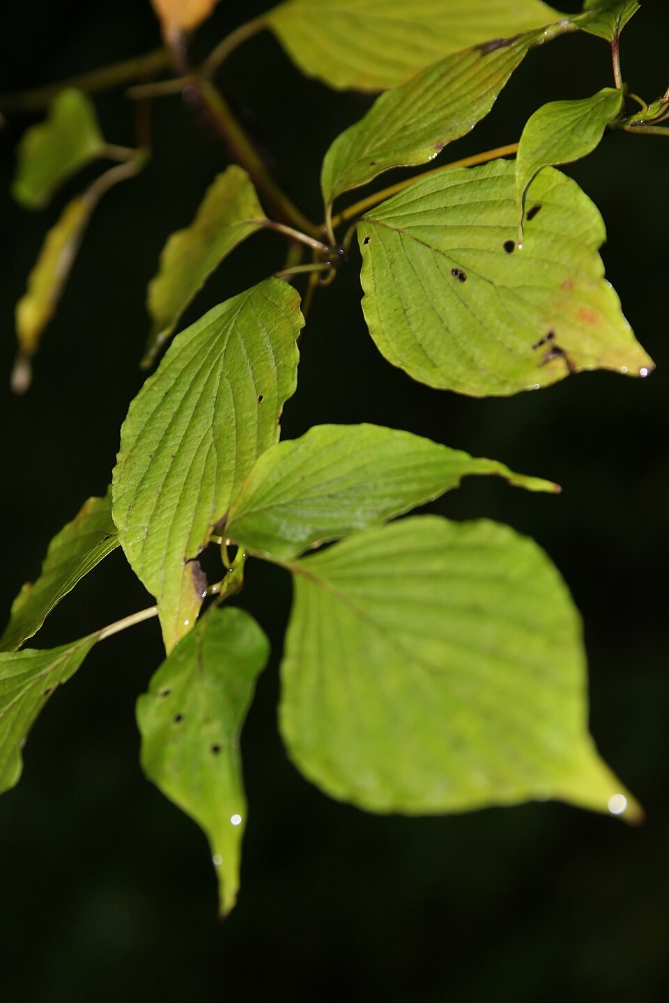 Cornus alternifolia (Pagoda Dogwood) (alternate view 5)