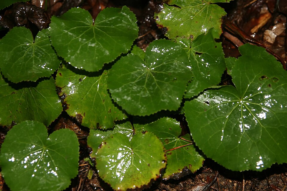 Galax urceolata (galax) (alternate view 4)