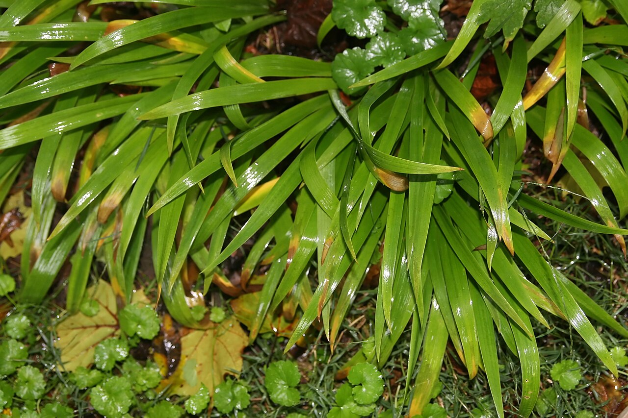 Iris cristata, Dwarf crested iris — spreading deciduous (Iridaceae) (image 9 of 10)