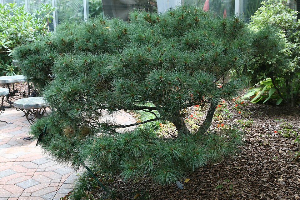 Pinus strobus 'Nana' (Dwarf White Pine) (alternate view 2)