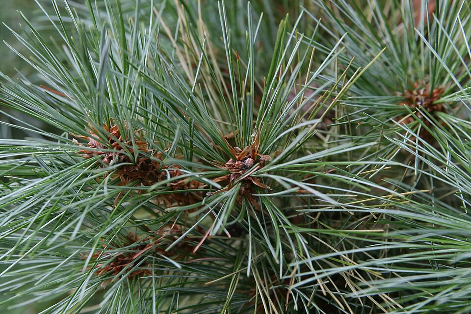 Pinus strobus 'Nana' (Dwarf White Pine) (alternate view 3)