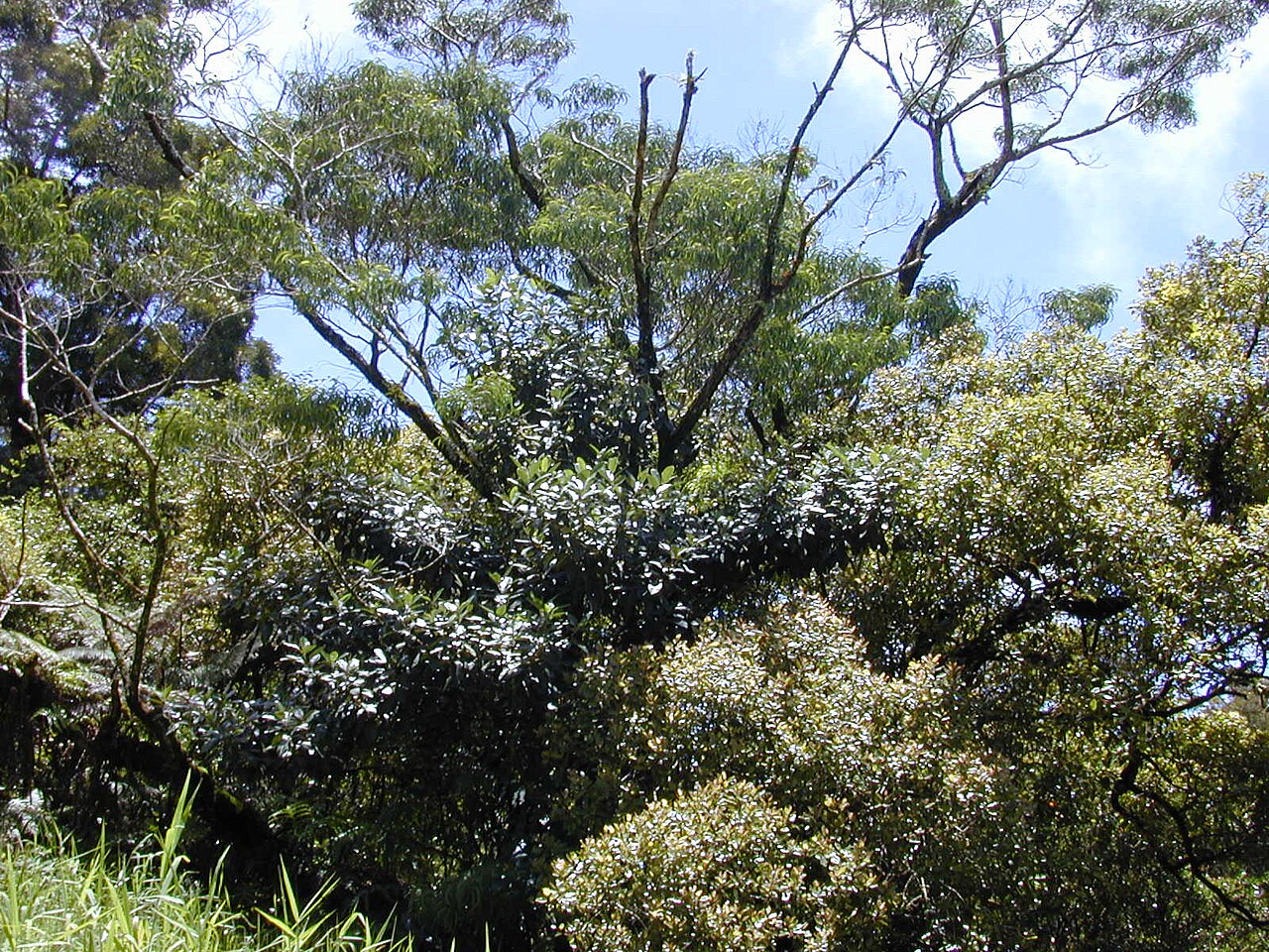 Acacia koa, Koa — spreading evergreen (Fabaceae) (image 1 of 8)