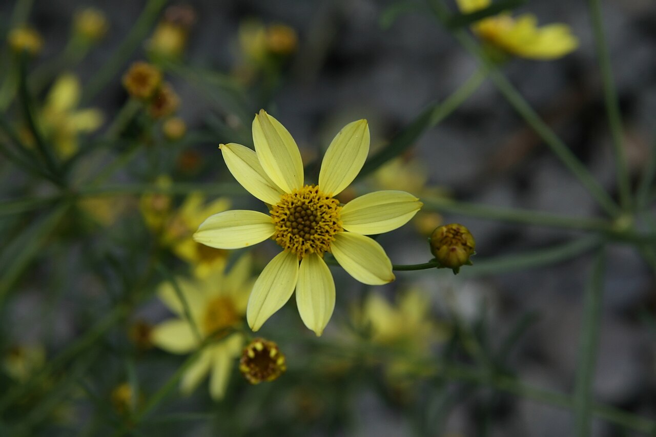 Coreopsis 'Moonbeam', Moonbeam tickseed — mounding deciduous (Asteraceae) (image 10 of 10)