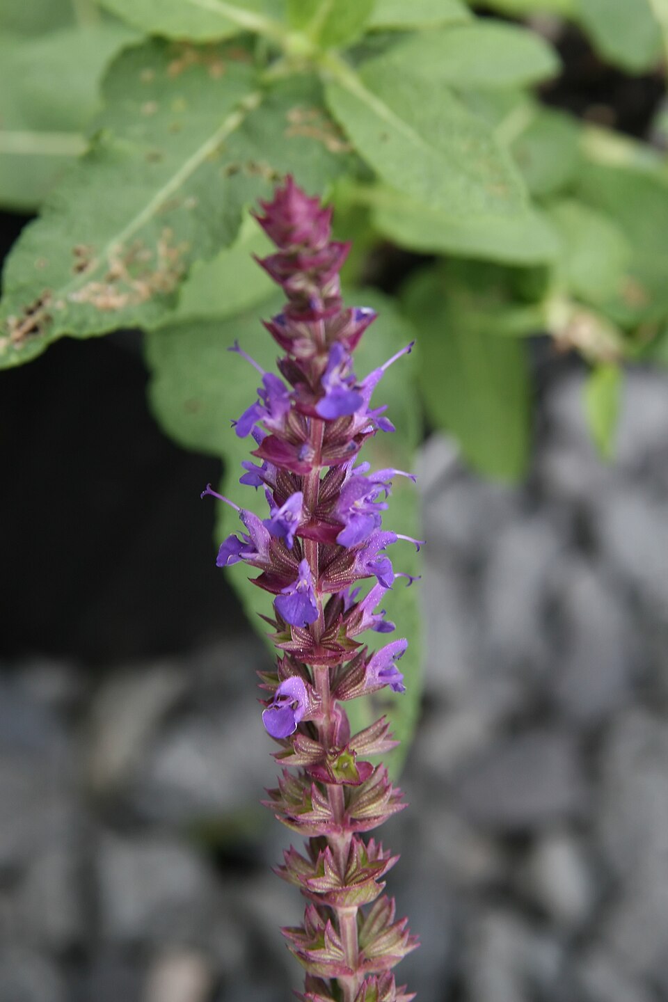 Salvia nemorosa 'East Friesland' (East Friesland Meadow Sage)