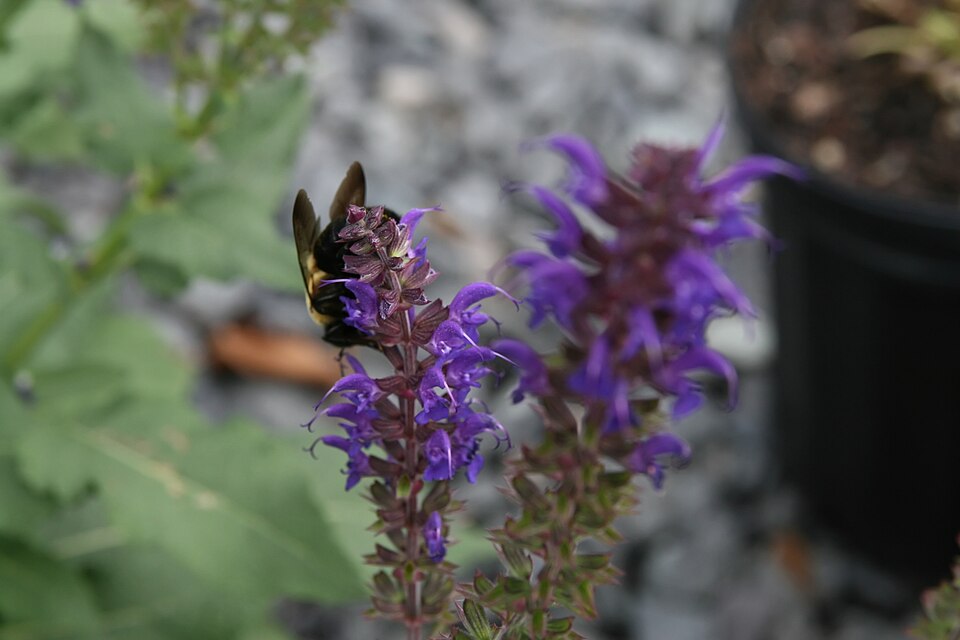 Salvia nemorosa 'May Night' (May Night woodland sage) (alternate view 5)