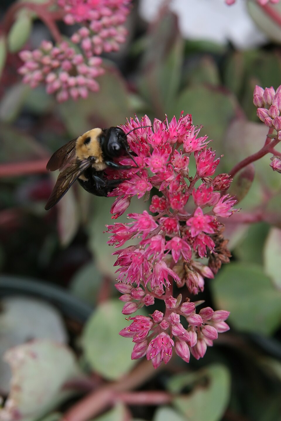 Sedum × 'Vera Jameson' (Vera Jameson Stonecrop)
