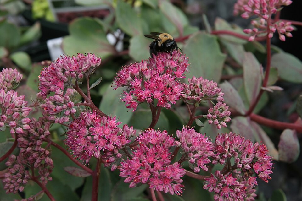 Sedum × 'Vera Jameson' (Vera Jameson Stonecrop) (alternate view 2)