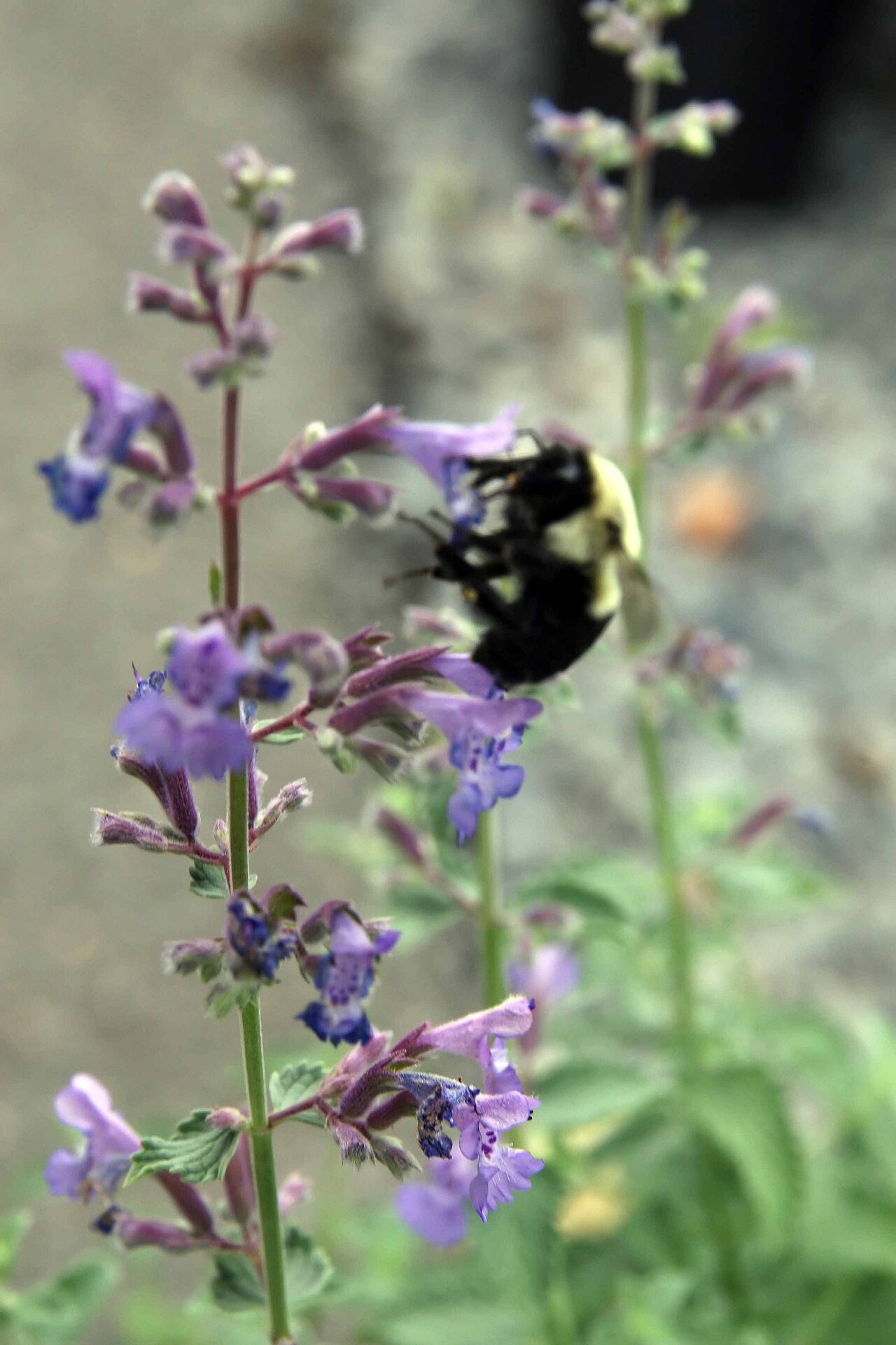 Nepeta faassenii 'Walker's Low', Walker's Low catmint — mounding deciduous (Lamiaceae) (image 1 of 7)