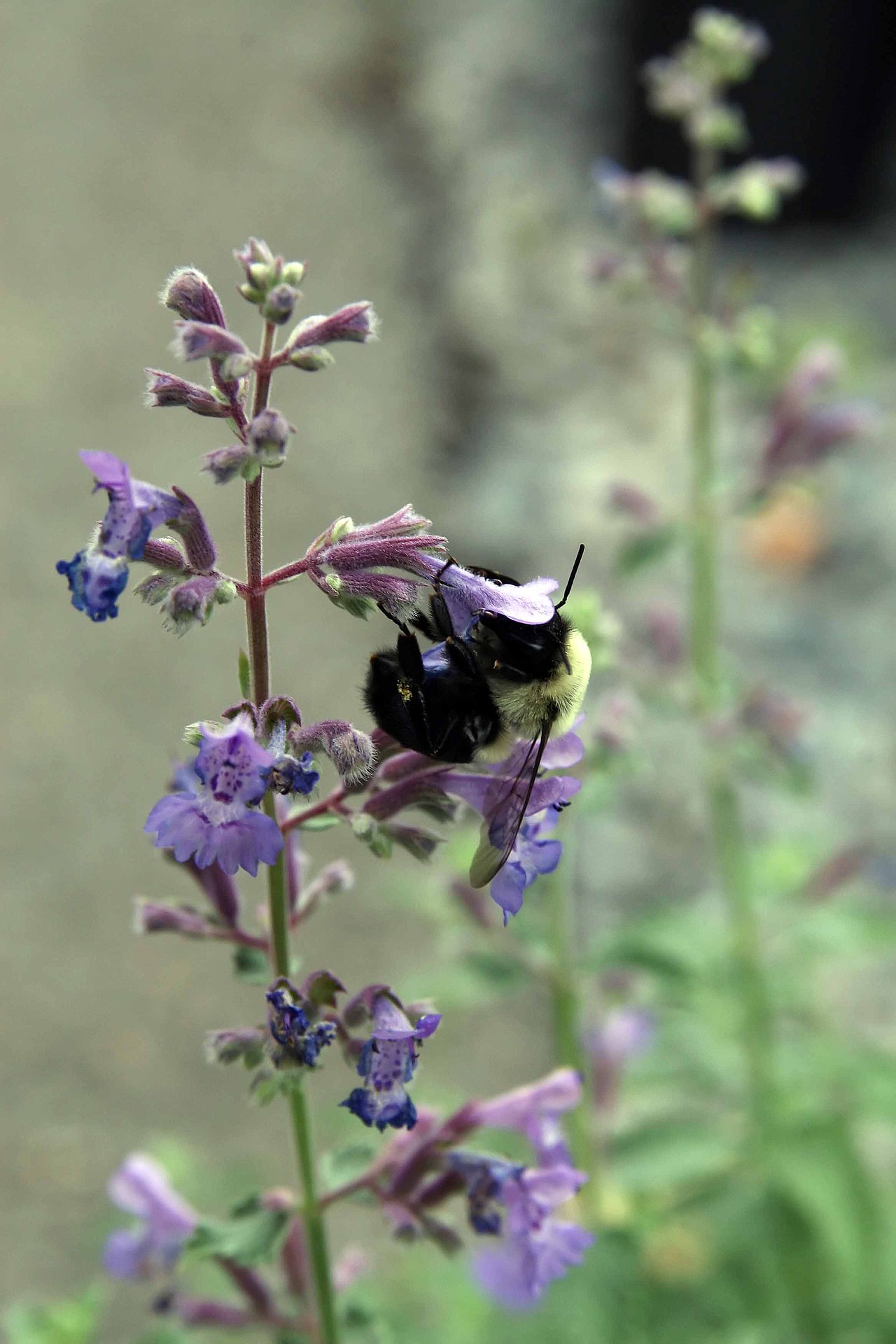Nepeta faassenii 'Walker's Low', Walker's Low catmint — mounding deciduous (Lamiaceae) (image 2 of 7)