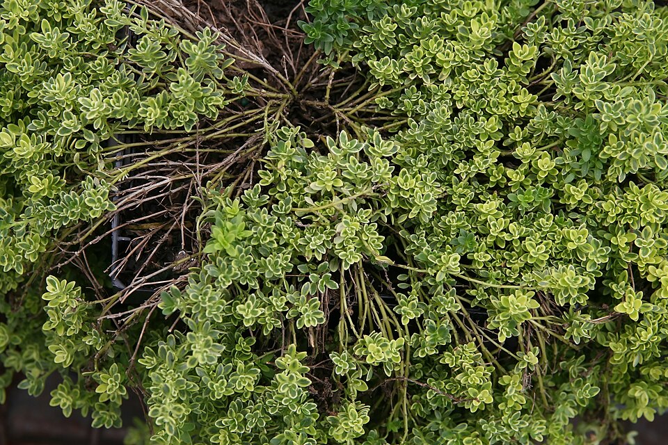Thymus praecox (Mother of Thyme)