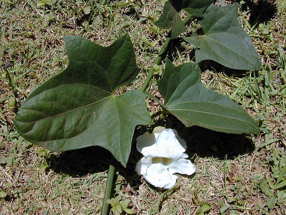 Thunbergia grandiflora (Sky Vine) (alternate view 7)
