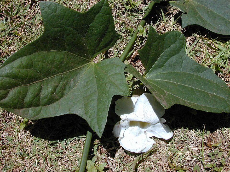 Thunbergia grandiflora (Sky Vine) (alternate view 8)