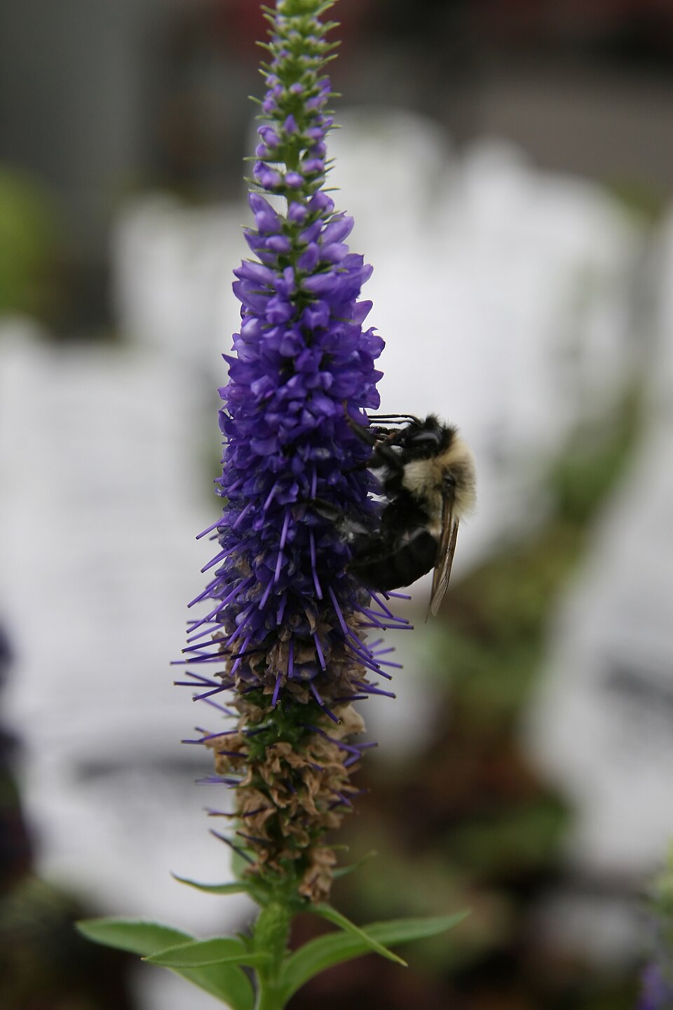 Veronica spicata 'Royal Candles' (Royal Candles Speedwell) (alternate view 4)