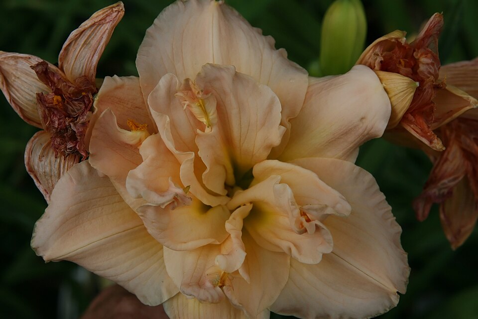 Hemerocallis 'Siloam Double Classic' (Siloam Double Classic) (alternate view 4)