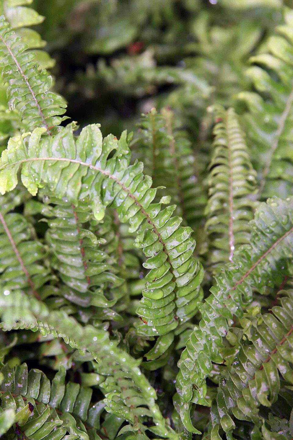 Nephrolepis obliterata (Kimberley Queen Fern)