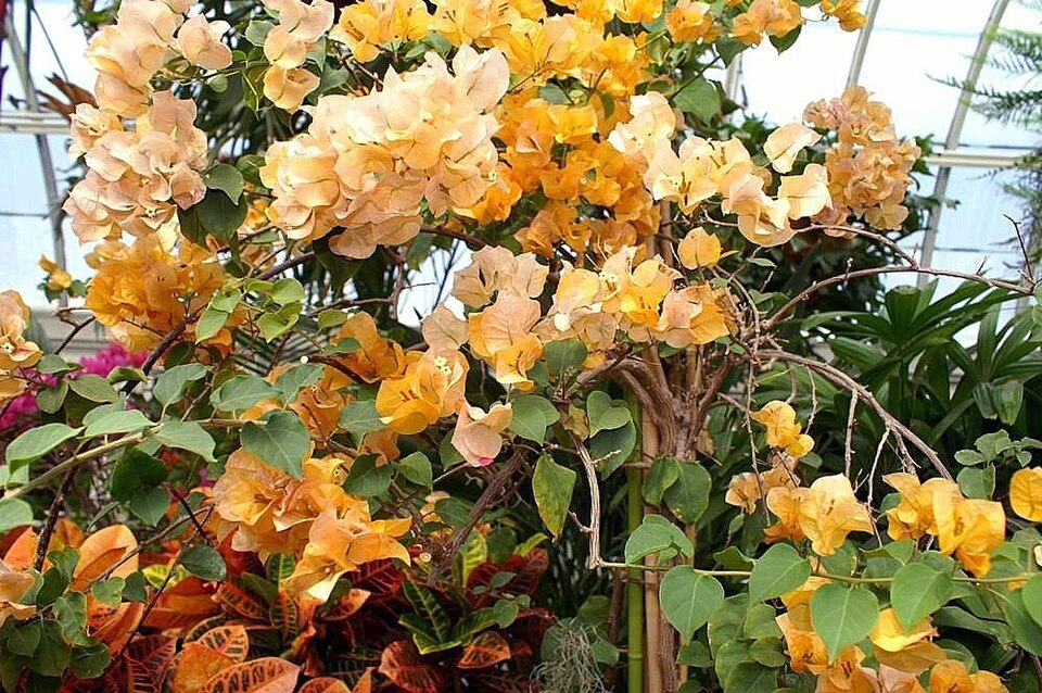 Bougainvillea × buttiana (garden bougainvillea) (alternate view 3)