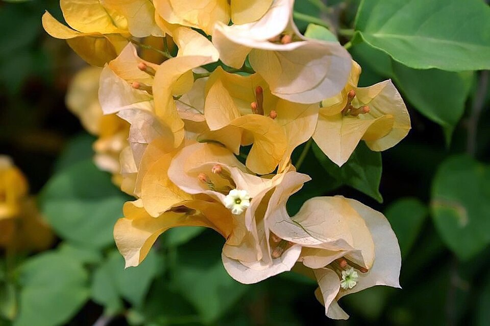 Bougainvillea × buttiana (garden bougainvillea) (alternate view 4)