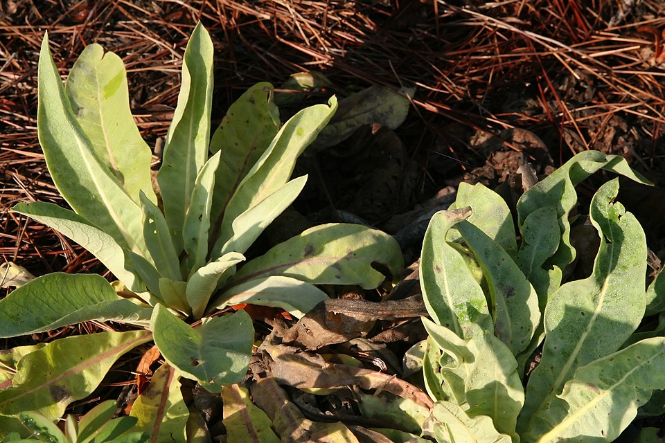 Verbascum roripifolium (Watercress-Leaved Mullein) (alternate view 6)