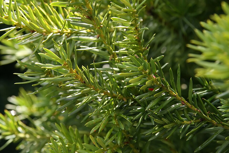 Taxus × media 'Hicksii' (Hicks yew) (alternate view 2)