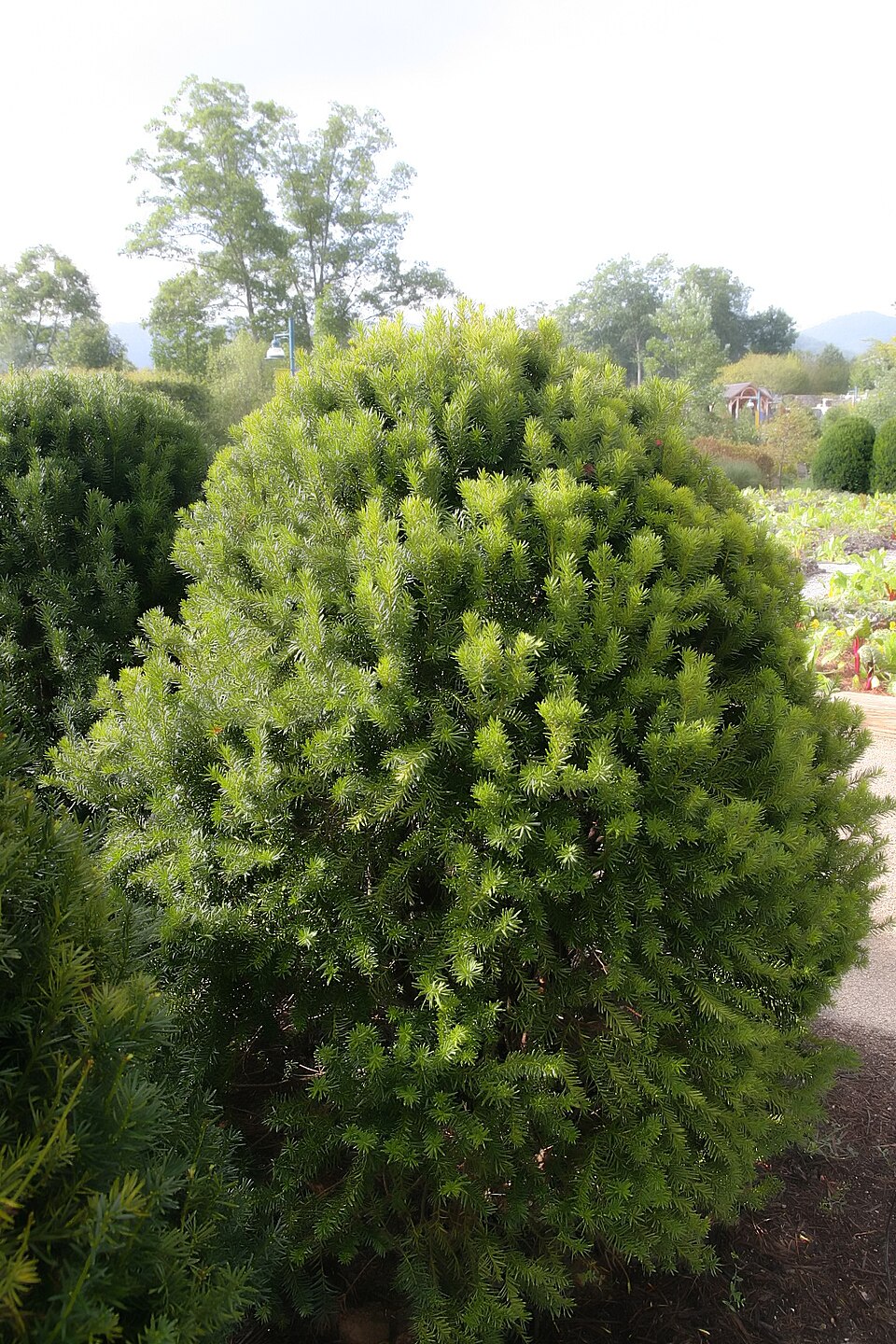 Taxus × media 'Hicksii' (Hicks yew) (alternate view 3)