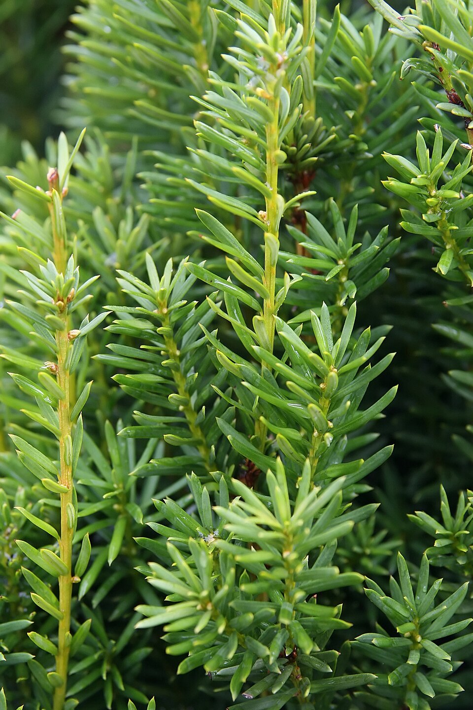 Taxus × media 'Hicksii' (Hicks yew) (alternate view 4)