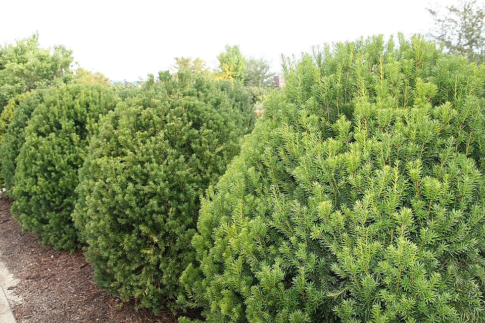 Taxus × media 'Hicksii' (Hicks yew) (alternate view 5)