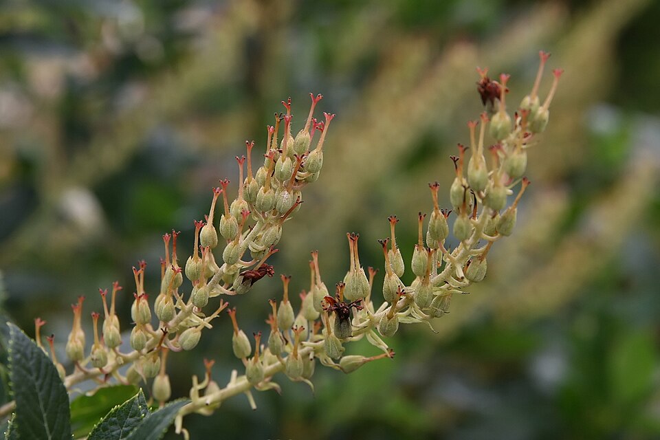 Clethra alnifolia 'Hummingbird' (Hummingbird Summersweet) (alternate view 5)