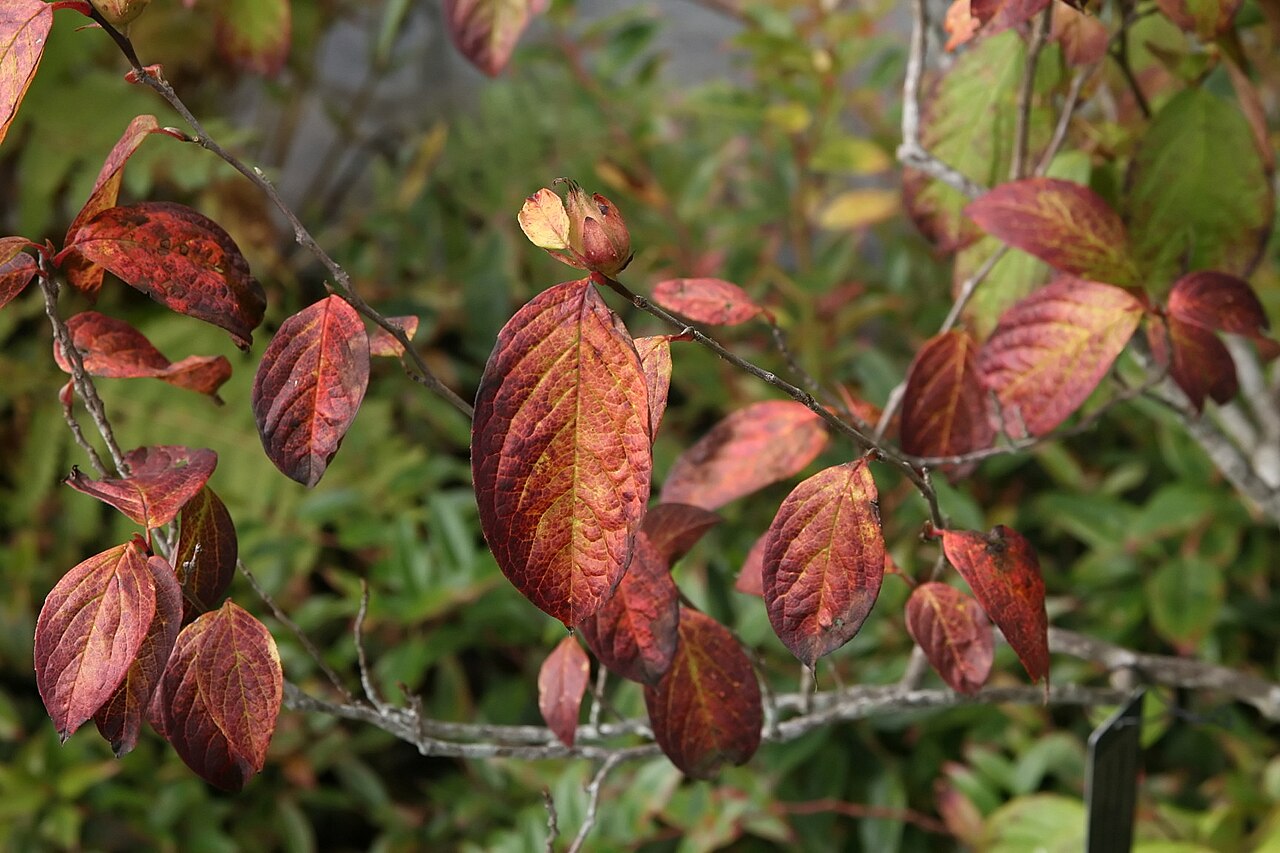 Stewartia spp. — upright deciduous (Theaceae) (image 3 of 3)