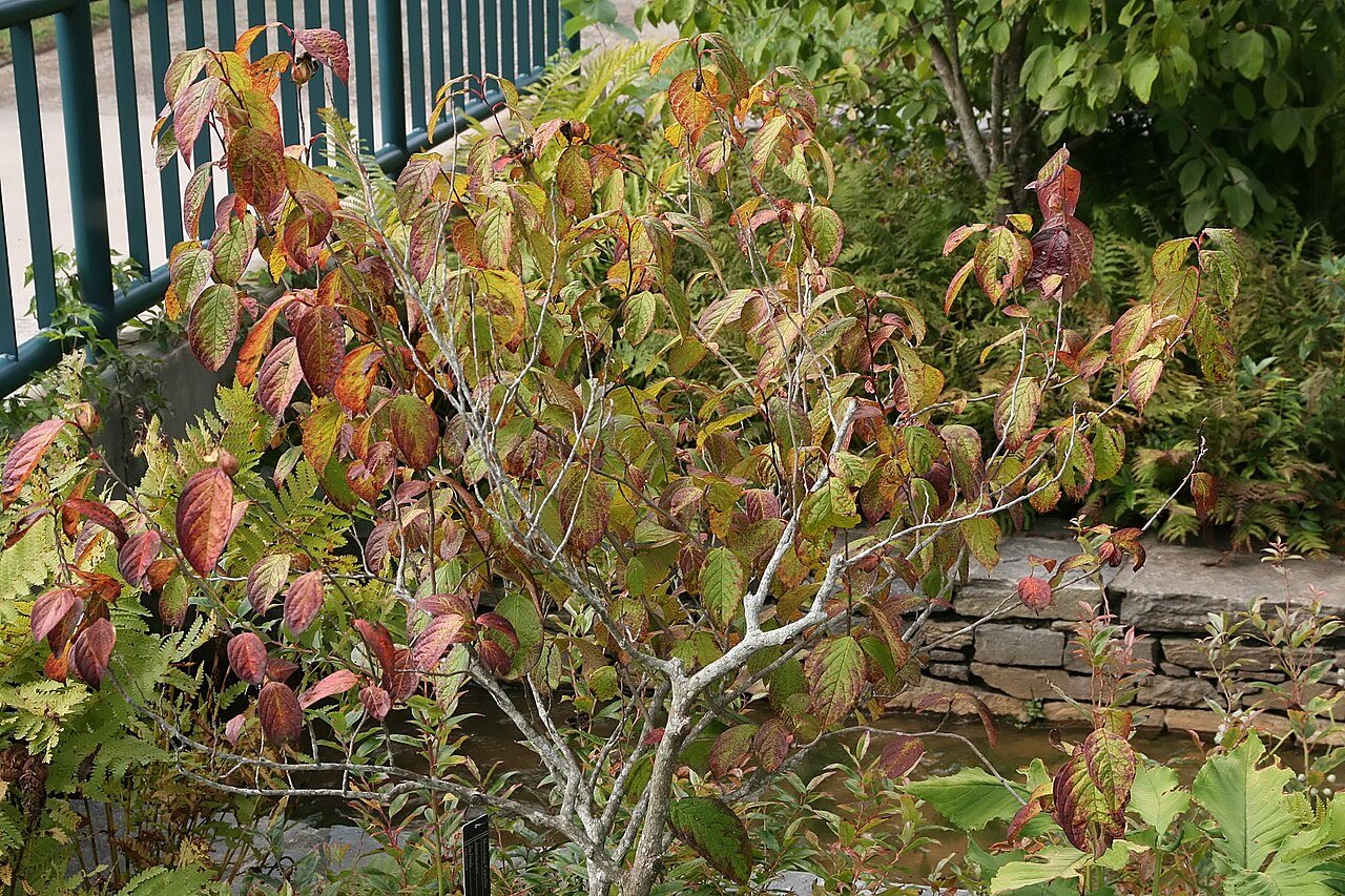 Stewartia ovata, Mountain camellia — upright deciduous (Theaceae) (image 2 of 10)