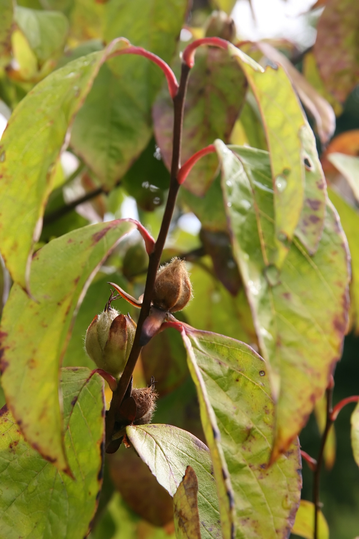 Stewartia ovata, Mountain camellia — upright deciduous (Theaceae) (image 3 of 10)