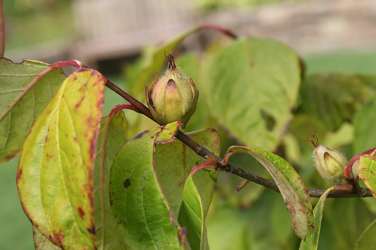 Stewartia ovata, Mountain camellia — upright deciduous (Theaceae) (image 4 of 10)