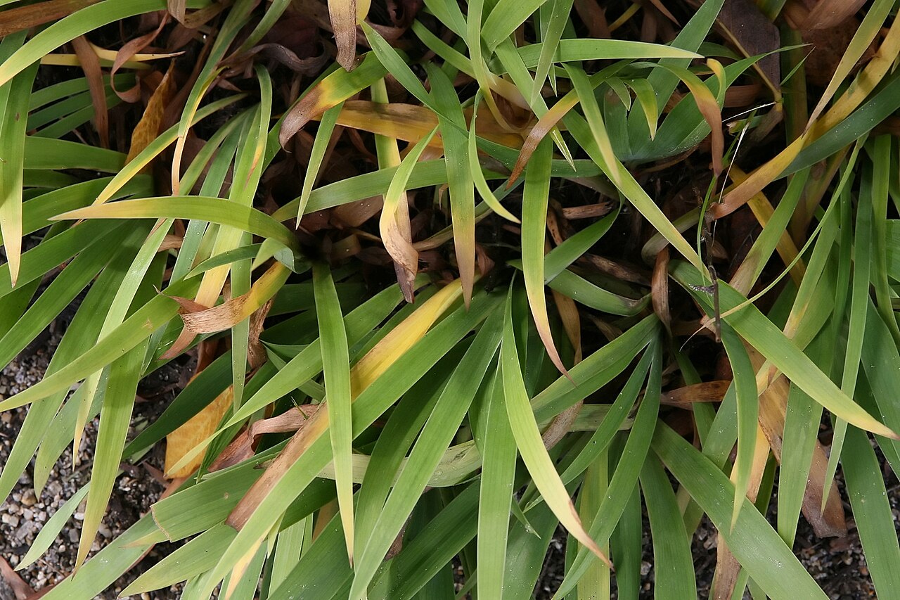 Iris cristata, Dwarf crested iris — spreading deciduous (Iridaceae) (image 10 of 10)