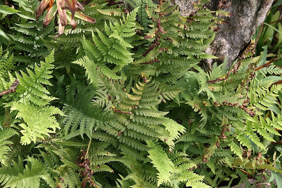 Dryopteris marginalis (marginal wood fern)