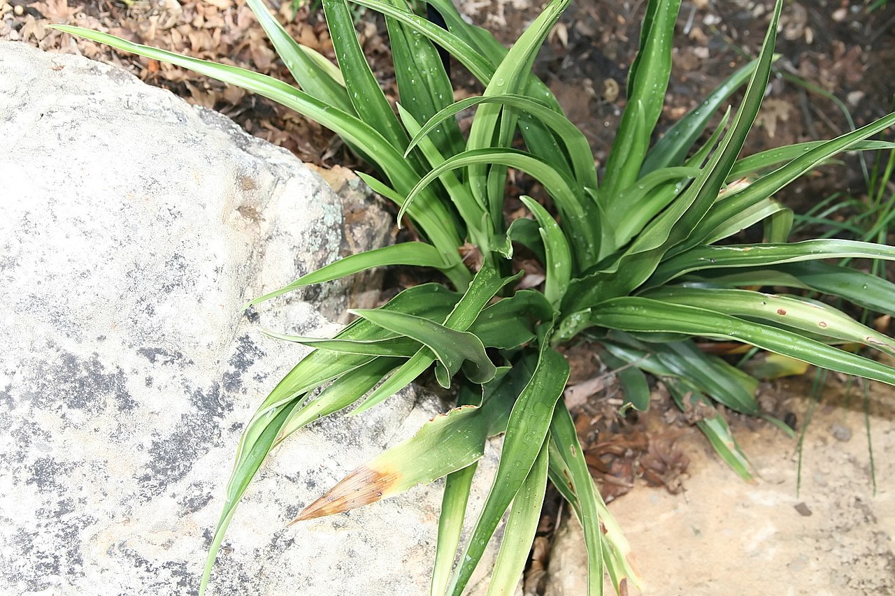 Rohdea japonica, Sacred lily — clumping evergreen (Asparagaceae) (image 3 of 9)