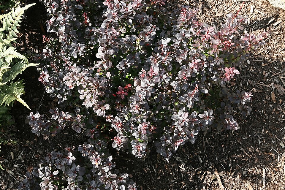 Berberis thunbergii f. 'Concorde' (Concorde Barberry)