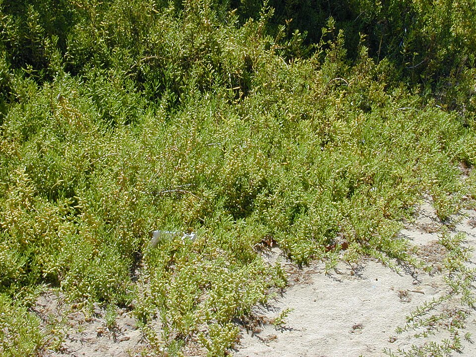 Batis maritima (Saltwort) (alternate view 4)
