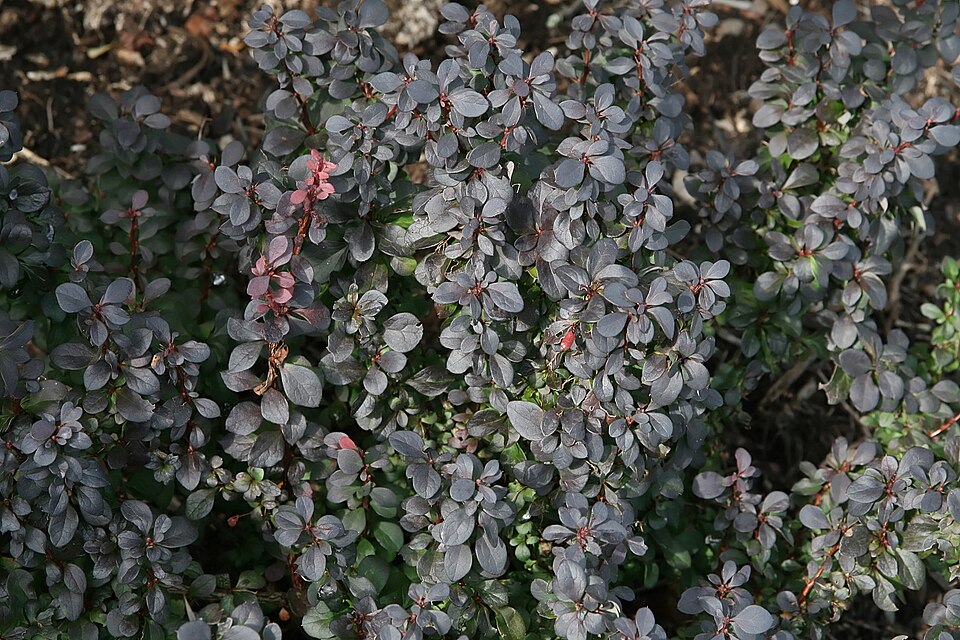 Berberis thunbergii f. 'Concorde' (Concorde Barberry) (alternate view 2)