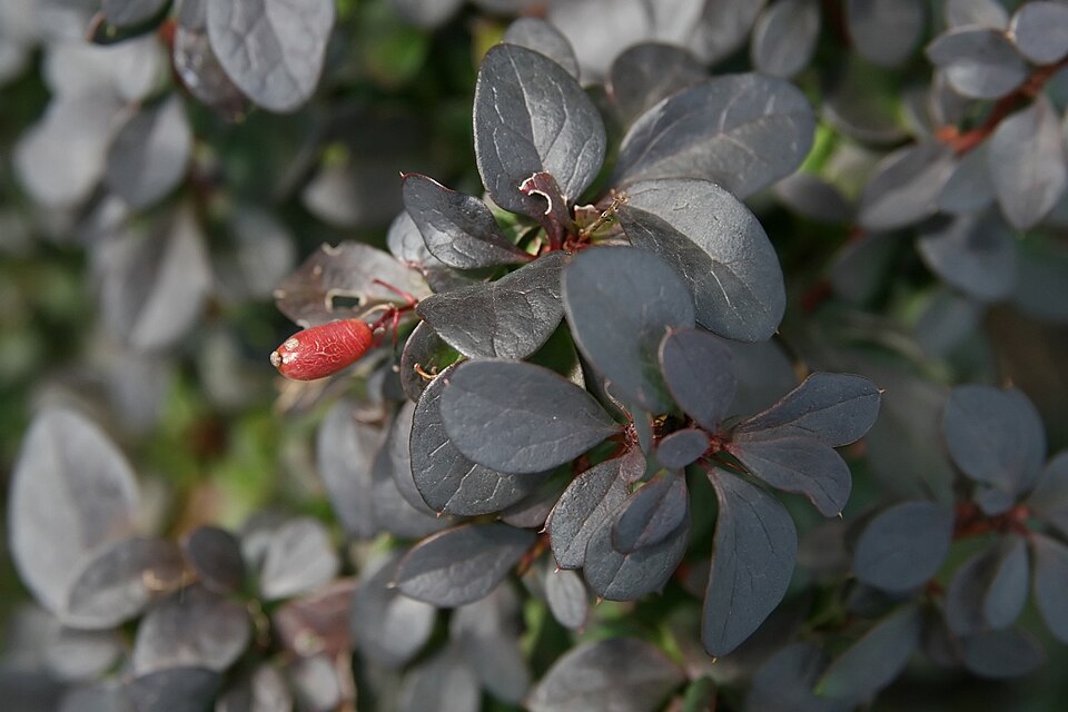 Berberis thunbergii f. 'Concorde' (Concorde Barberry) (alternate view 3)