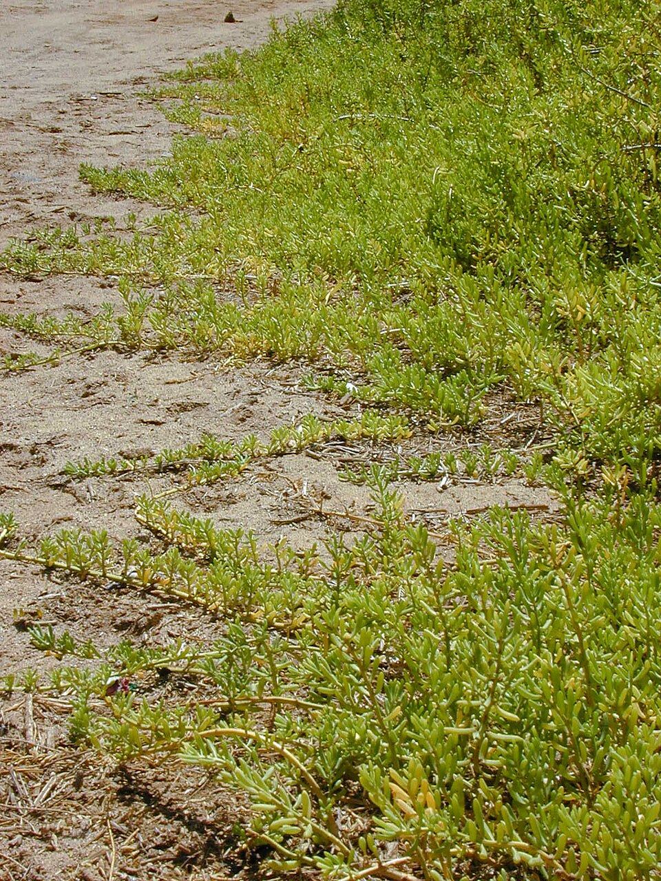 Batis maritima (Saltwort) (alternate view 5)