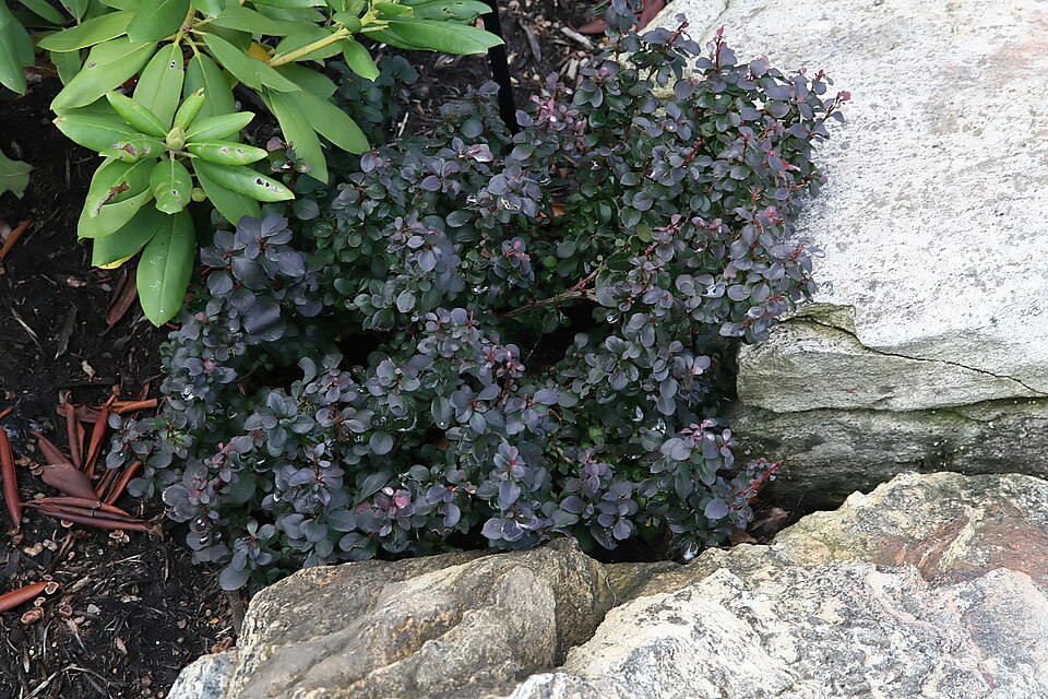 Berberis thunbergii f. 'Concorde' (Concorde Barberry) (alternate view 4)
