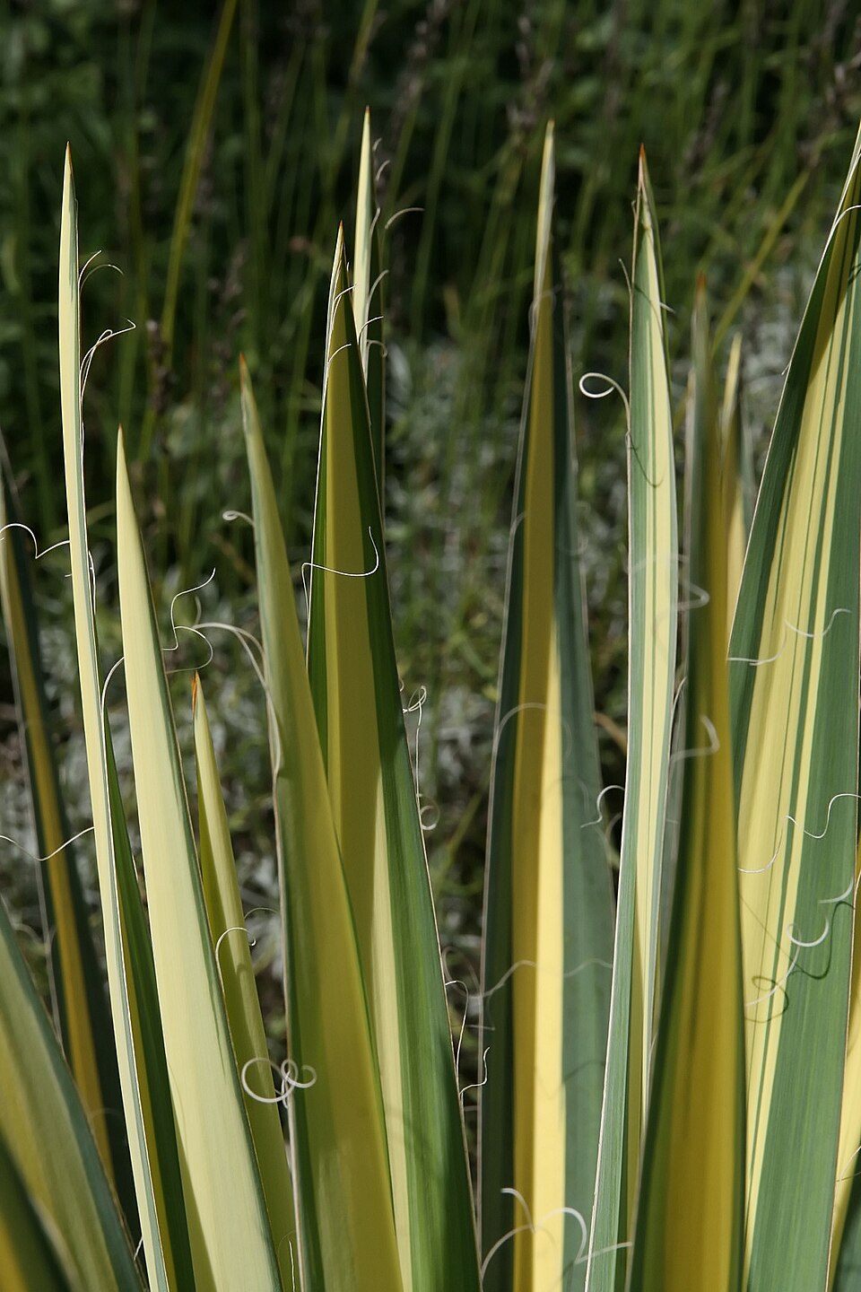 Yucca filamentosa 'Color Guard' (Color Guard Yucca) (alternate view 4)