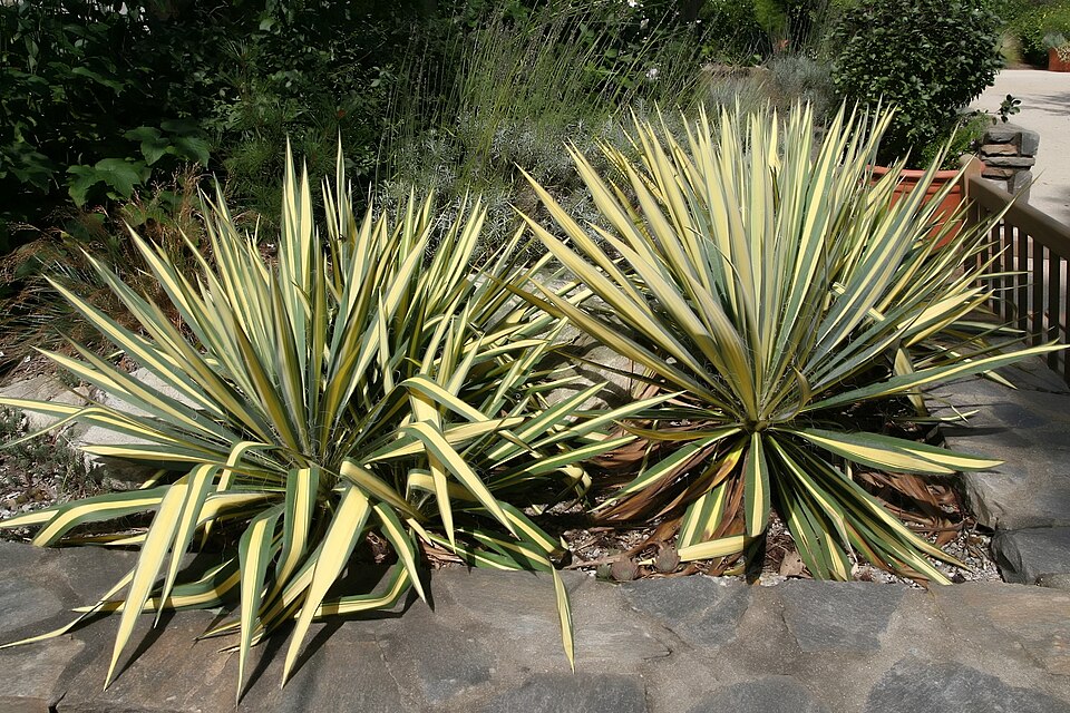Yucca filamentosa 'Color Guard' (Color Guard Yucca) (alternate view 5)