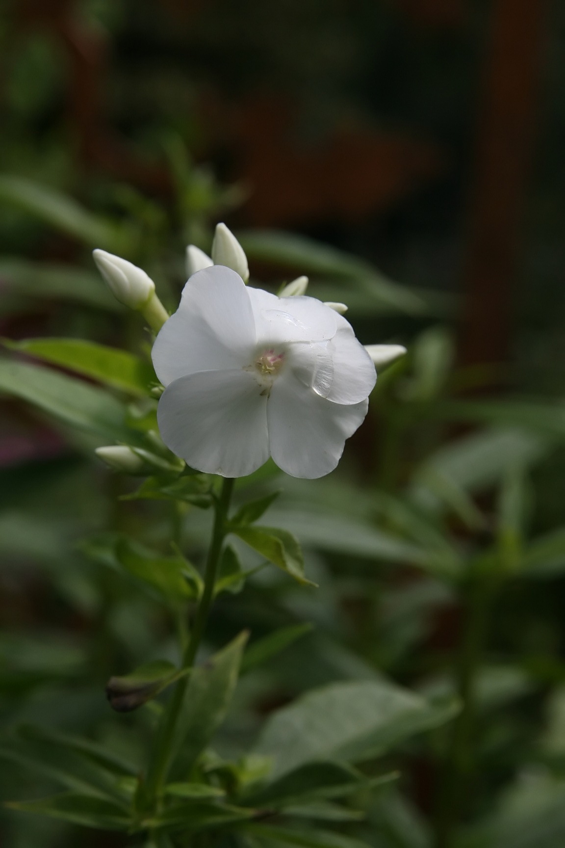 Phlox paniculata 'David', David garden phlox — upright deciduous (Polemoniaceae) (image 4 of 10)