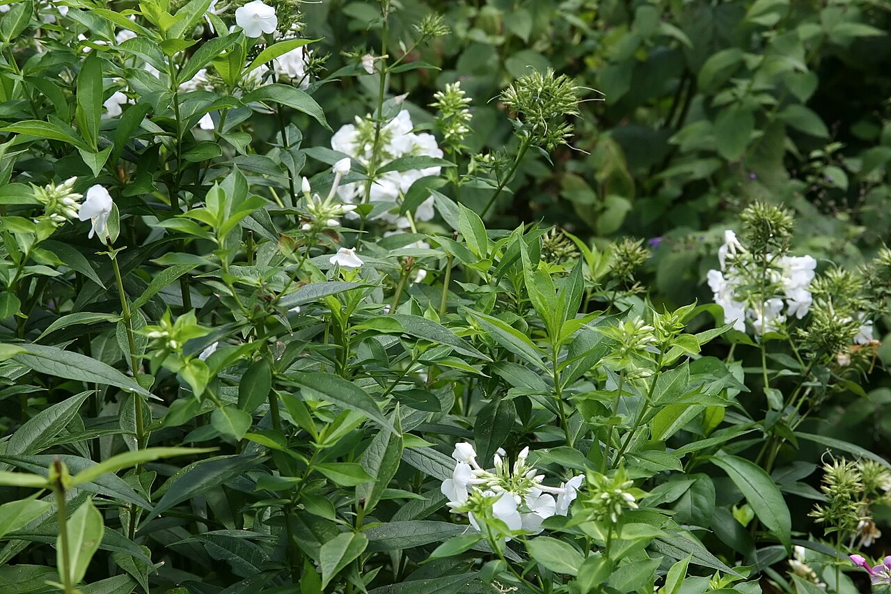 Phlox paniculata 'David', David garden phlox — upright deciduous (Polemoniaceae) (image 5 of 10)