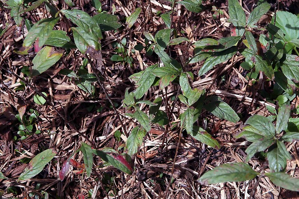 Oenothera tetragona (alternate view 13)