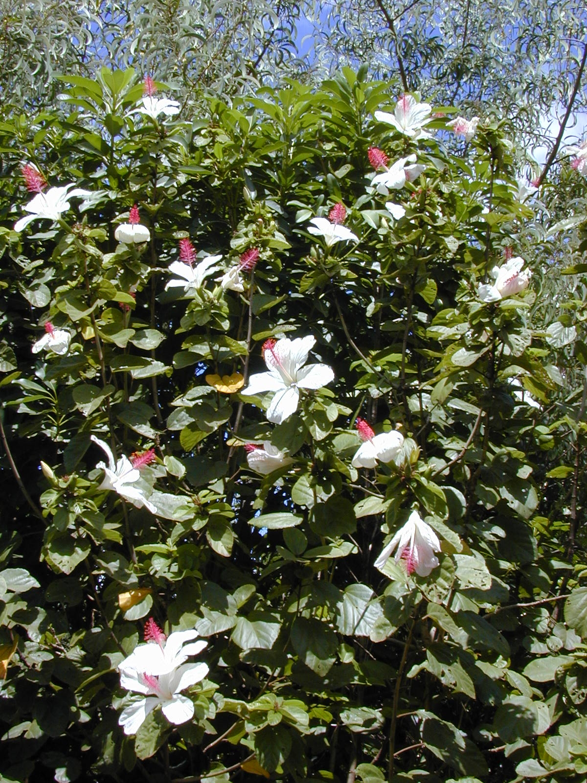 Hibiscus waimeae, Kokio keokeo — upright evergreen (Malvaceae) (image 2 of 9)