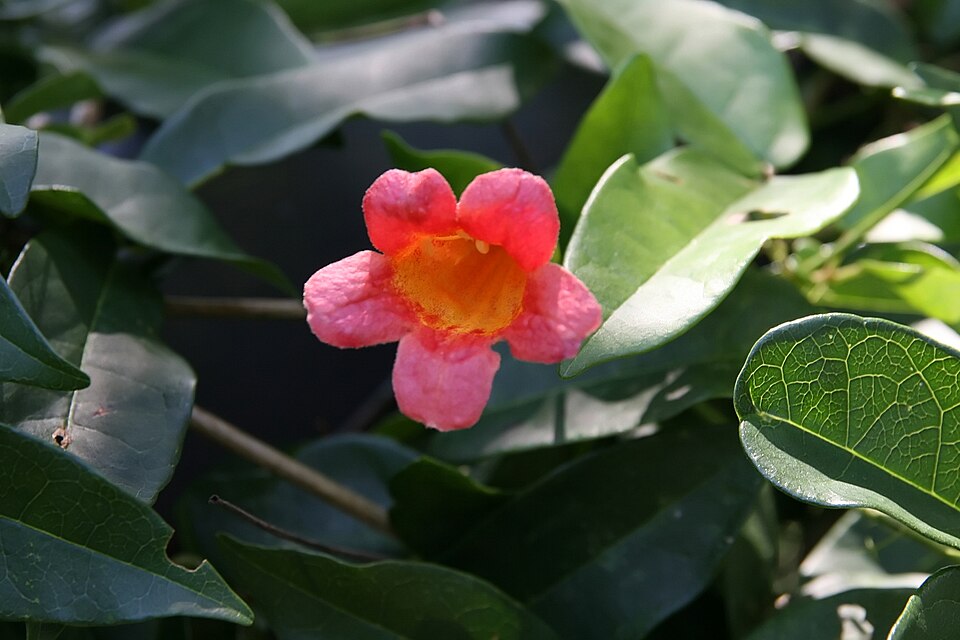 Bignonia capreolata 'Tangerine Beauty' (Tangerine Beauty Crossvine) (alternate view 5)