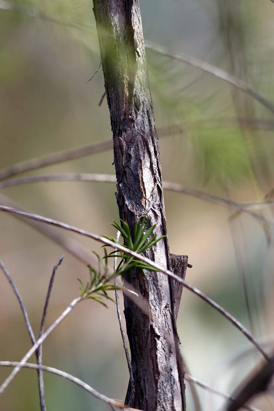 Melaleuca armillaris (Bracelet Honey-myrtle) (alternate view 4)